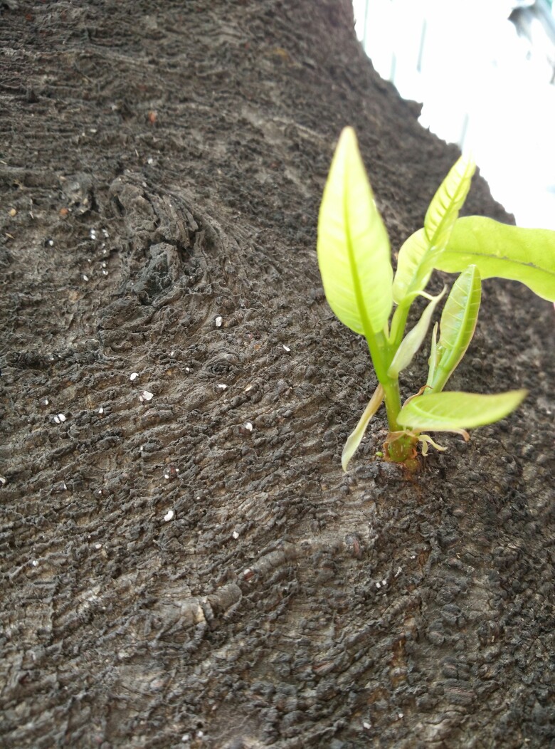 长大的小萌芽。