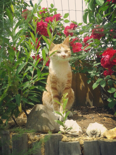 蔷薇花与猫咪……