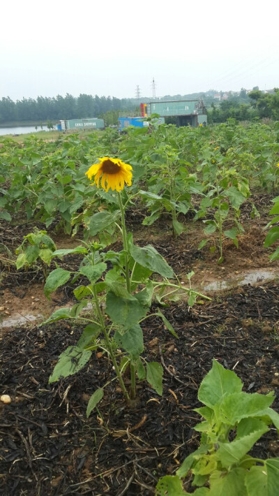 被风雨吹打后的向日葵低下了头