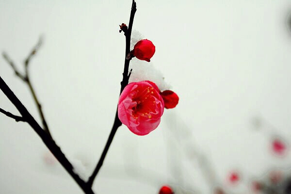 怒雪单枝一点红。（梅花）