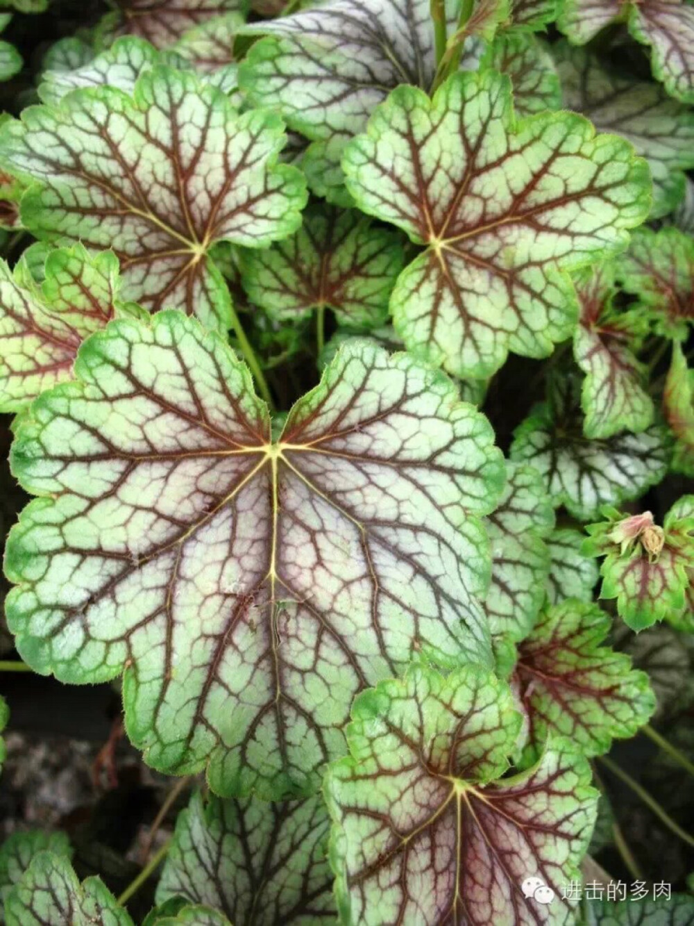 赏色 | “矾根”原来可以这么美