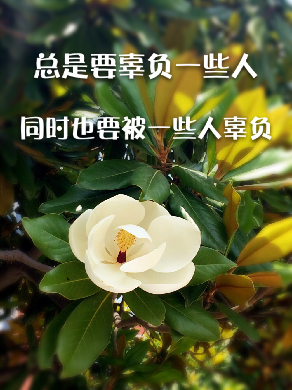 总是要辜负一些人同时也要被一些人辜负