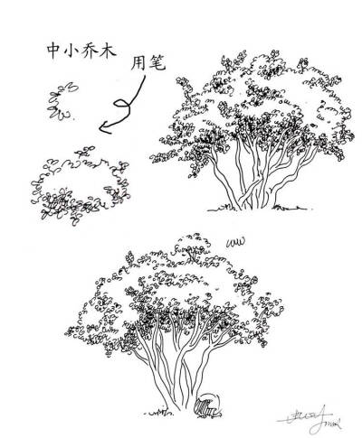 转#书画界# 二十种植物的手绘速写技法