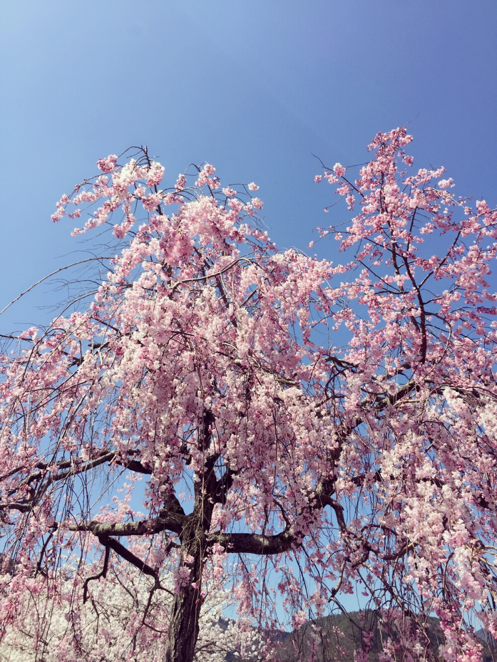 実撮影「春、京都」桜色「みのり様」