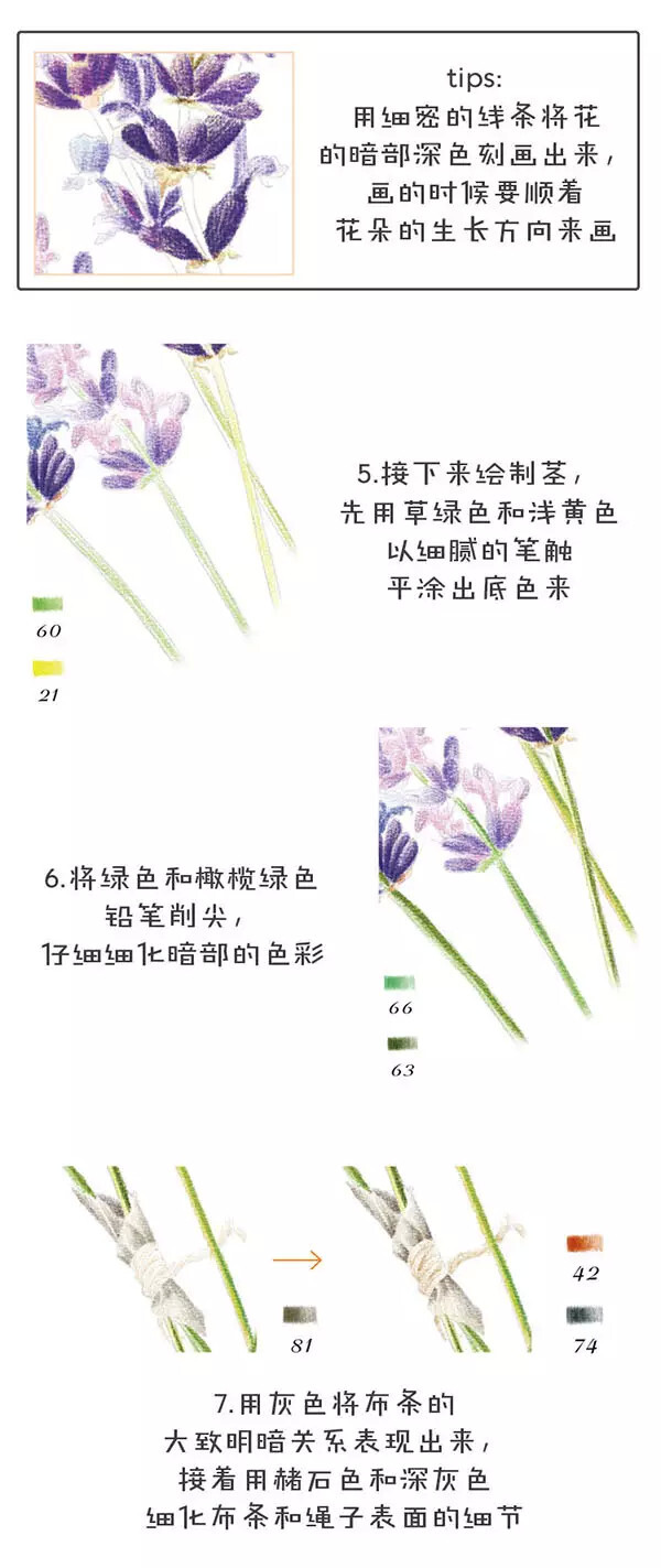 飞乐鸟彩铅教程 薰衣草 3