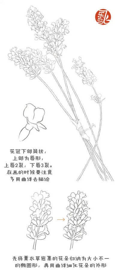 飞乐鸟彩铅教程 薰衣草 1