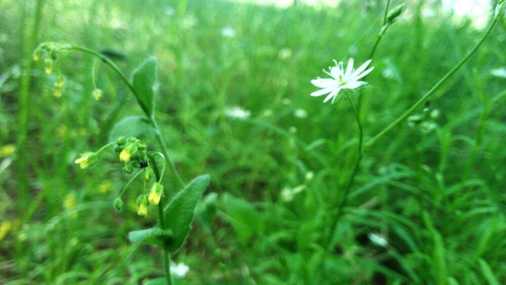 等我许个愿先~