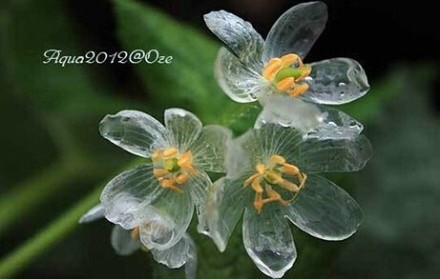 一下雨就会变透明的花