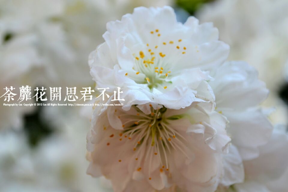 荼蘼花开，佛见笑。（荼蘼）