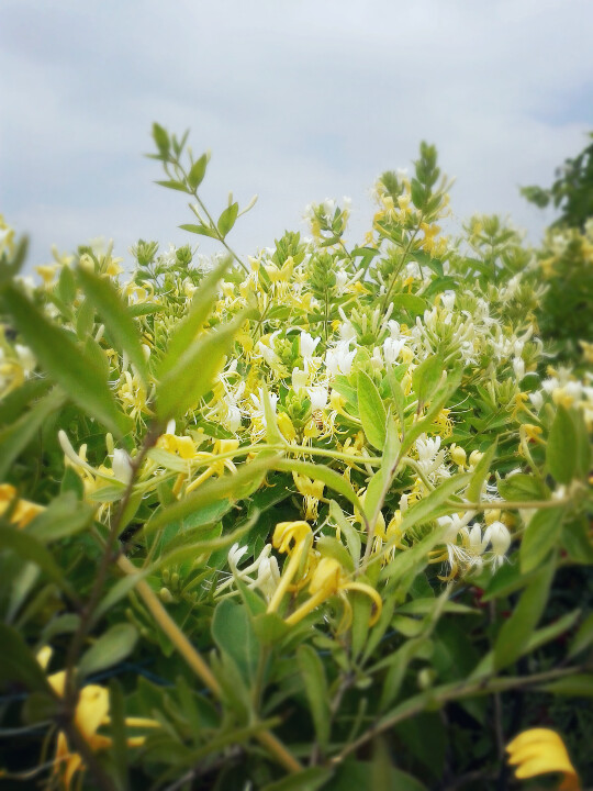 金银花，随手拍