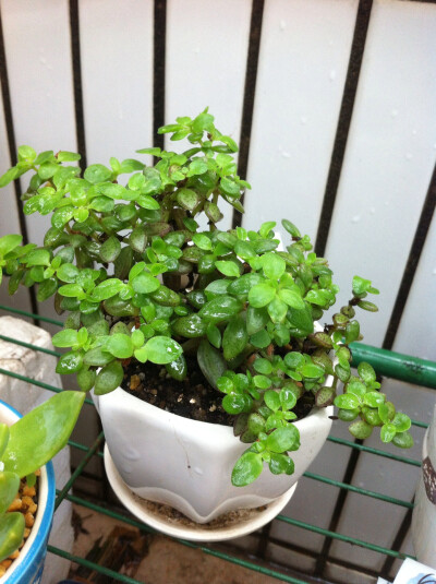 。多肉植物。15.5.31 雨心被雨水淋的很明显茂盛很多，绿油油的也挺可爱的