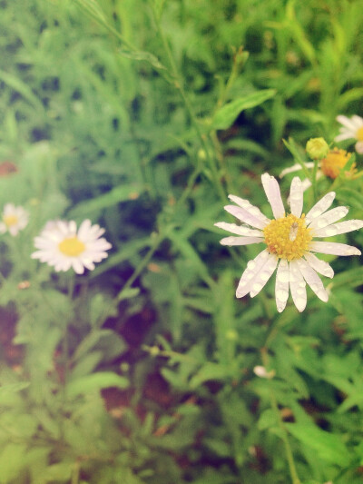 雨后的花朵，显得格外清新