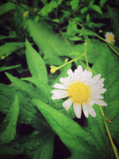 雨后花儿