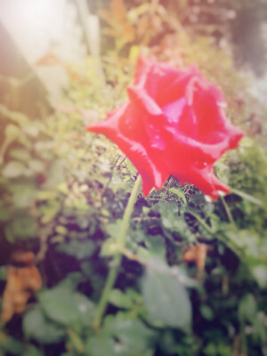爱上了玫瑰
