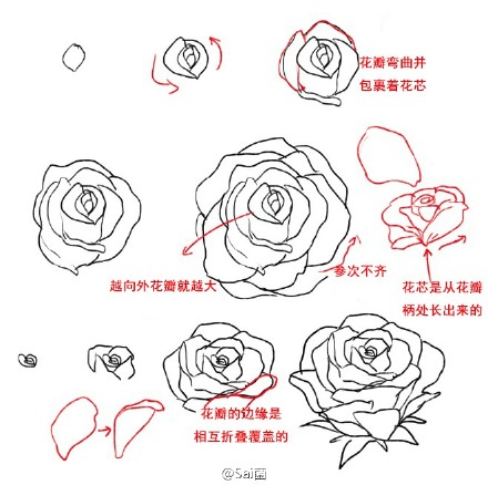 教你如何画玫瑰花