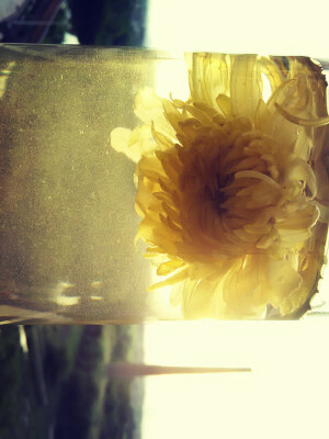 夕阳中的花和塔