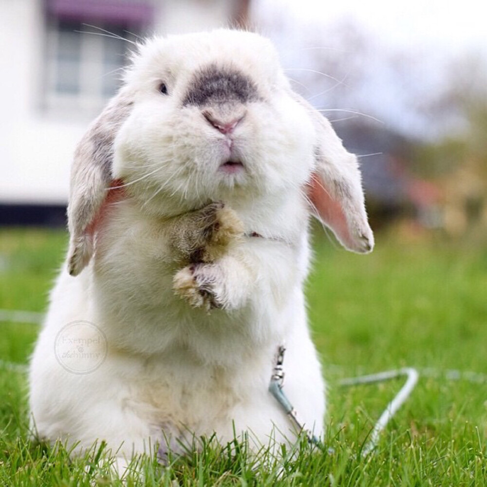 每天都被这只叫exempel的4岁瑞典兔子萌哭15(2950080001