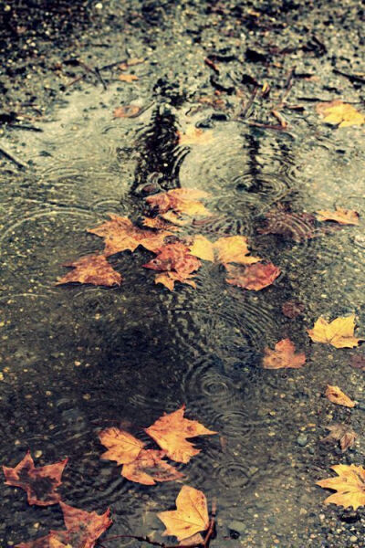 落叶遇见雨天。