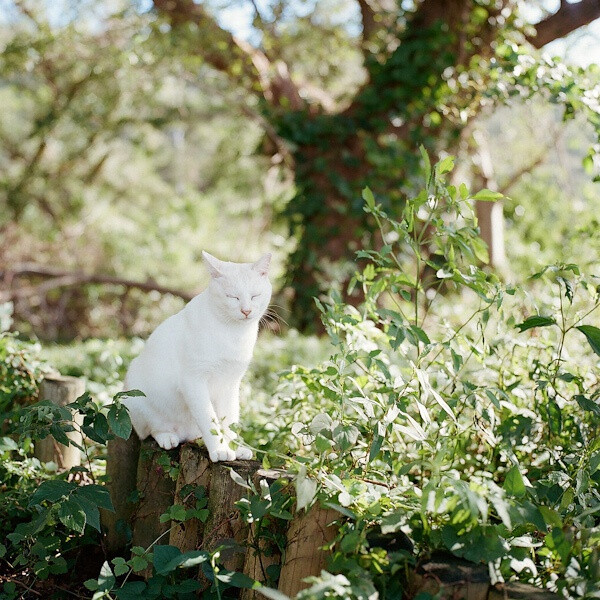 阳光 猫咪