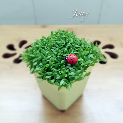 自己吃的火龙果，挑出来一些籽，铺在泥土表面，长得好茂密啊……