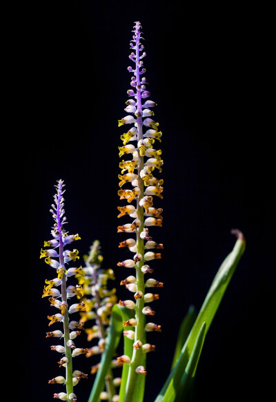 多变立金花 Lachenalia mutabilis ，纳金花属。