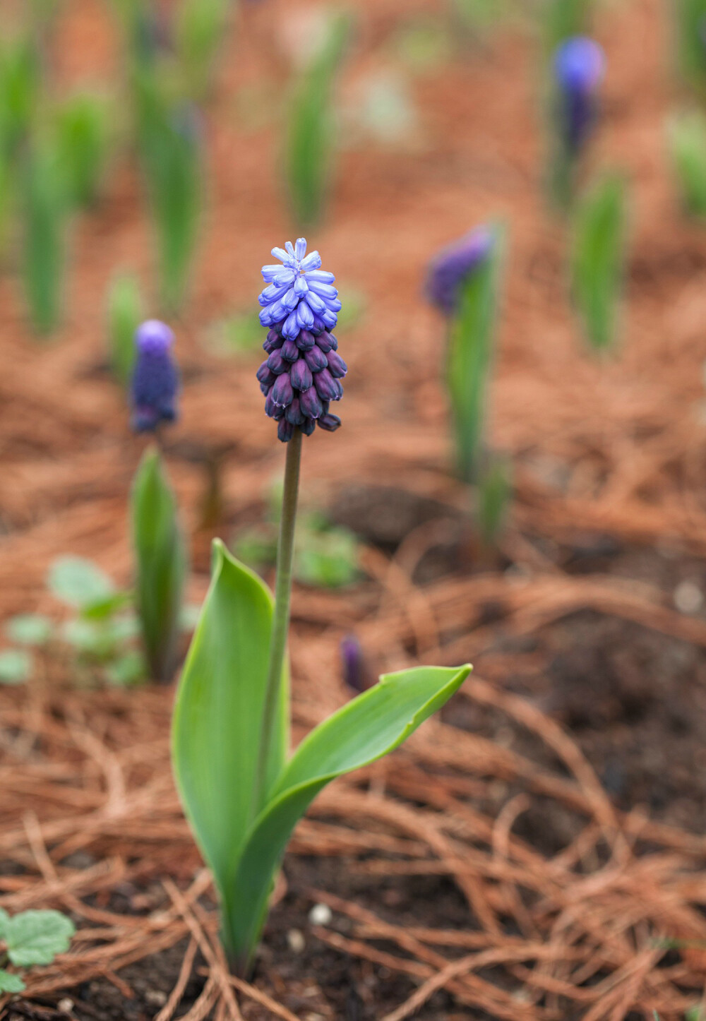 宽叶蓝壶花 Muscari latifolium ，风信子科蓝壶花属。