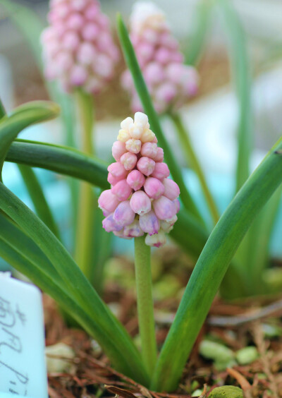 “粉色日出”葡萄风信子 Muscari 'Pink Sunrise' ，风信子科蓝壶花属。