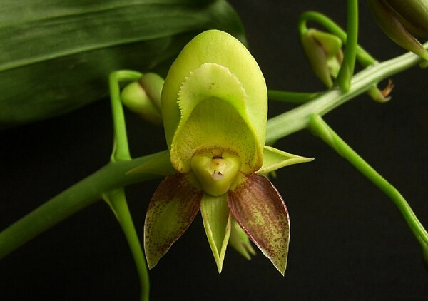 Catasetum sp. ，飘唇兰属（龙须兰属）。雌花。