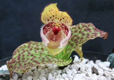 毛瓣杓兰 Cypripedium fargesii ，杓兰属。