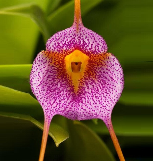 多腺三尖兰 Masdevallia glandulosa ，三尖兰属（尾萼兰属）。三尖兰属 Masdevallia 的多数物种都用臭味吸引果蝇或者蕈蚊来传粉。然而，在厄瓜多尔和秘鲁发现的 M. glandulosa 却散发着一种甘甜的清香。香气是从紫色的小珠一样的腺体里散发出来的，史密森学会的专家还不清楚这种兰花吸引的是什么传粉者。