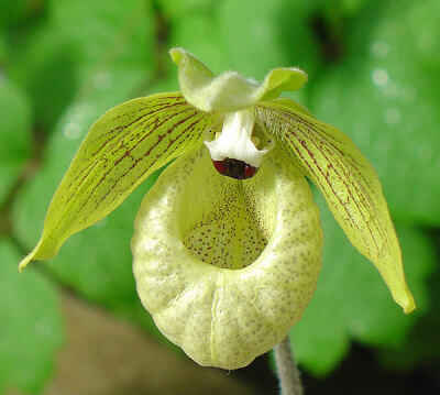 麻栗坡兜兰 Paphiopedilum malipoense ，兜兰属。