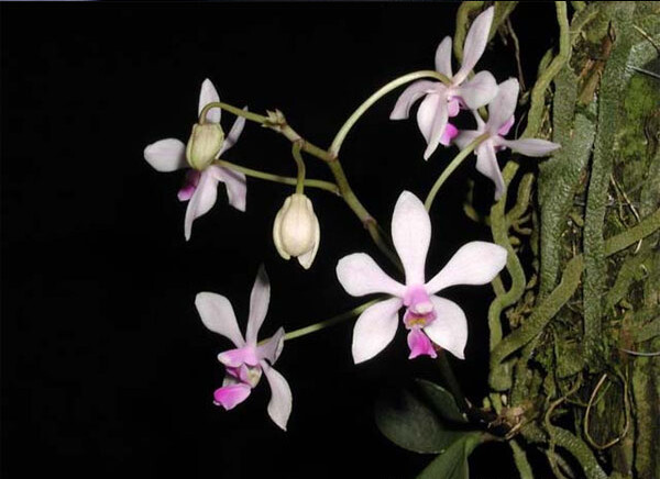 华西蝴蝶兰 Phalaenopsis wilsonii ，蝴蝶兰属。