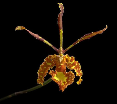 Psychopsis versteegiana ，拟蝶唇兰属。这个属的兰花都可以被称作“蝴蝶文心兰”。