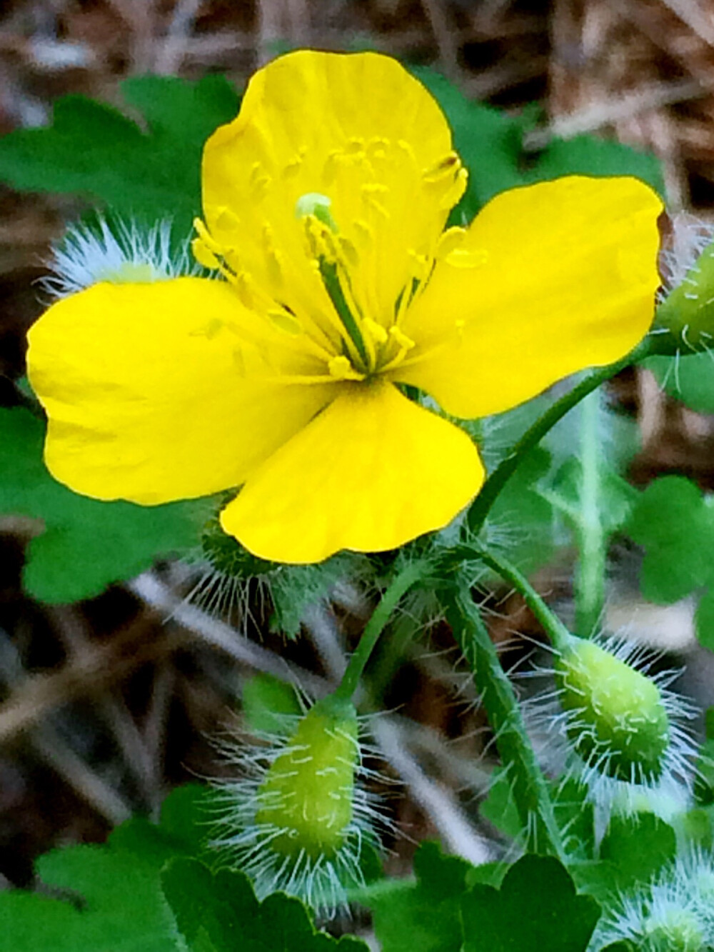 4月野花