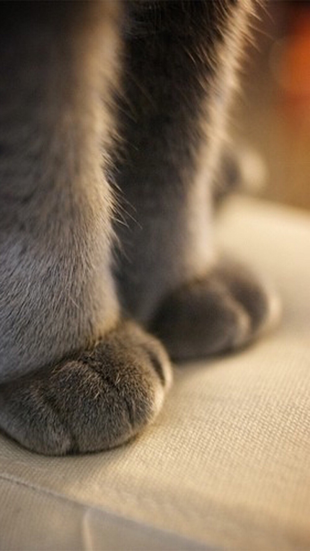 一低头就被萌到了