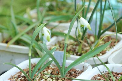 “Viridapice”雪滴花 Galanthus nivalis 'Viridapice' ，石蒜科雪滴花属。