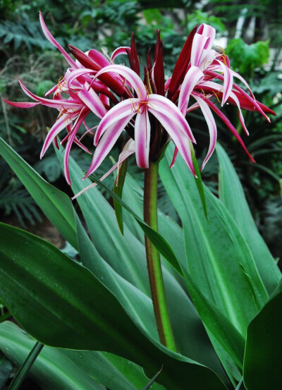 红花文殊兰 Crinum × amabile ，石蒜科文殊兰属。多年生常绿草本，原产印度尼西亚，是文殊兰 C. asiaticum 和锡兰文殊兰 C. zeylanicum 的天然杂交种。