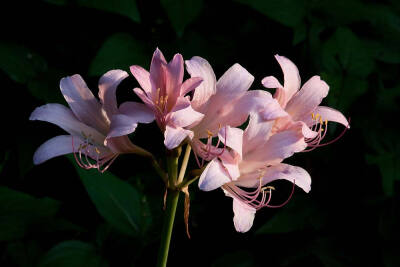 鹿葱 Lycoris squamigera ，石蒜科石蒜属。它是国产石蒜属里最像真孤挺花的一种，有个形象的名字“落叶花挺”，因为花期较早约在夏末开放（大部分石蒜花期稍晚些）所以也叫夏水仙。