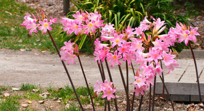 孤挺花（真孤挺）Amaryllis belladonna，石蒜科孤挺花属。英文俗名 Naked Ladies，因为开花时没有叶子。