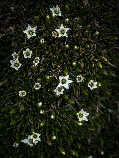 Arenaria kansuensis 甘肃雪灵芝，石竹科无心菜属。