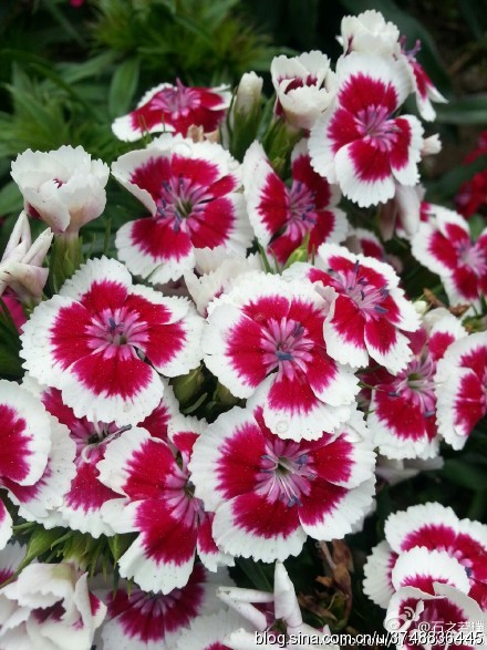 【石之若璞-花事-初夏觅花影】中文学名：须苞石竹~ 拉丁学名：Dianthus barbatus L.~ 别 称：美国石竹、五彩石竹、什样锦~ 石竹科-石竹亚科-石竹族-石竹属~