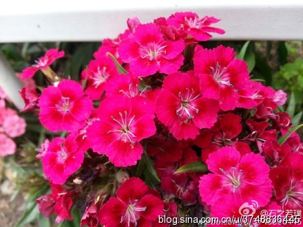 【石之若璞-花事-初夏覓花影】中文學(xué)名：須苞石竹~ 拉丁學(xué)名：Dianthus barbatus L.~ 別 稱：美國石竹、五彩石竹、什樣錦~ 石竹科-石竹亞科-石竹族-石竹屬~