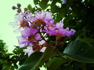 紫荆花