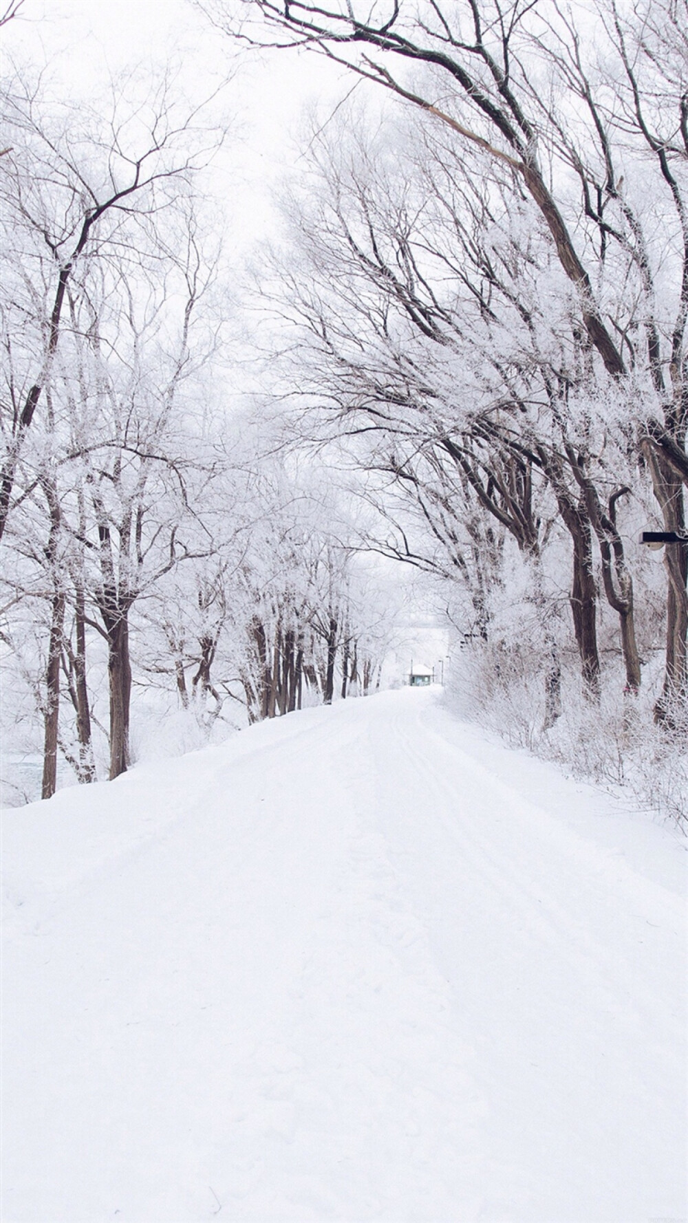 雪白