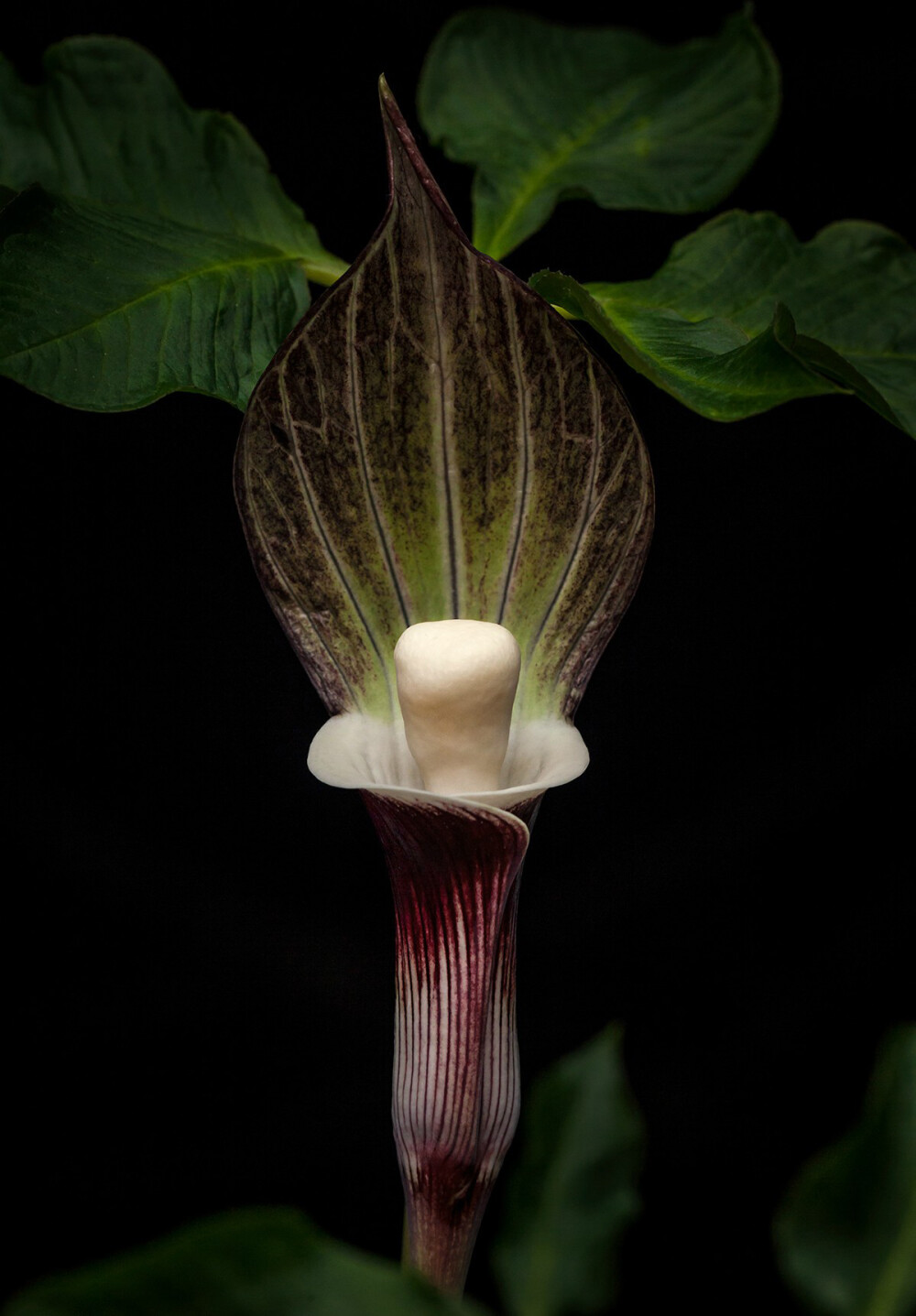 Arisaema sikokianum 全缘灯台莲（雪饼草），天南星科天南星属。