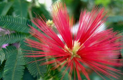 Calliandra californica ，豆科（含羞草科）朱缨花属。