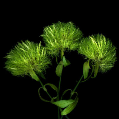 Dianthus barbatus 'Temarisou' 手鞠草，石竹科石竹属。由日本人培育的须苞石竹园艺种。