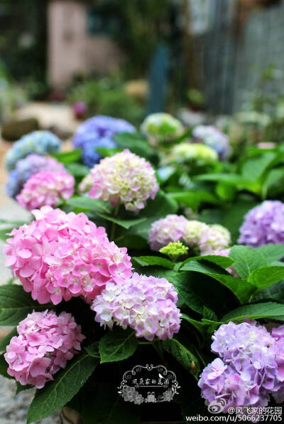 紫阳花 壁纸