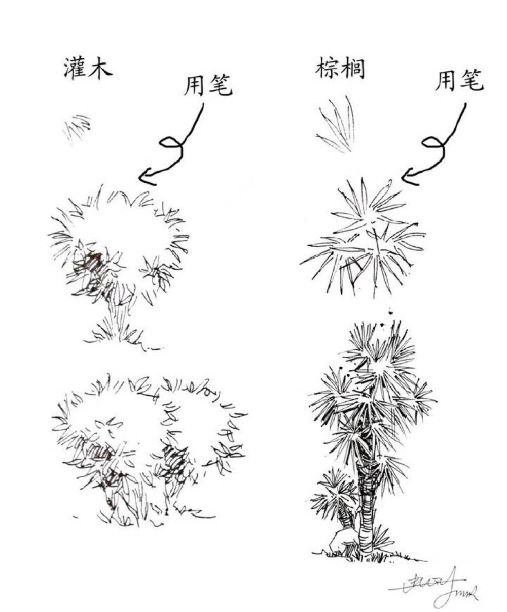 植物速写技法｛雪后｝