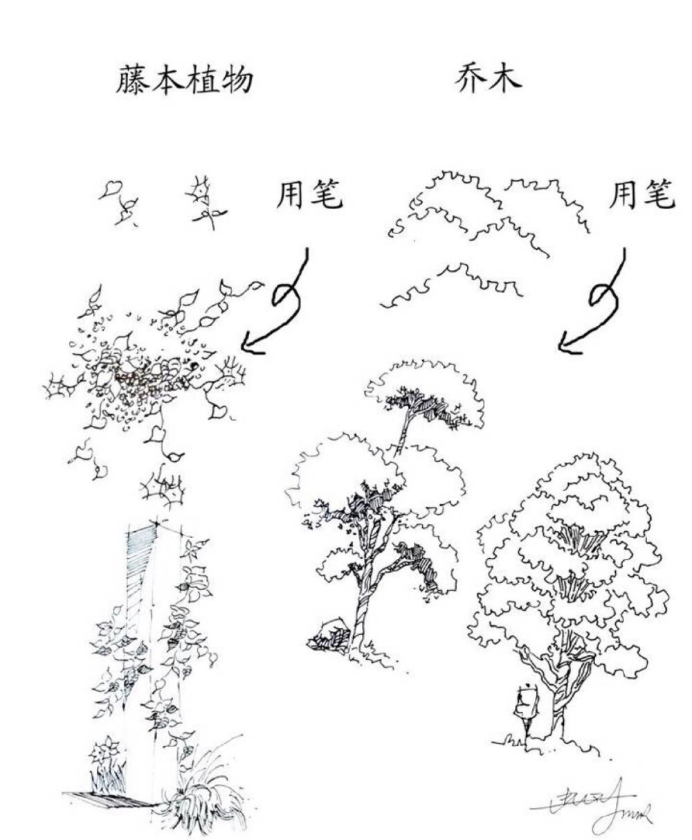 植物速写技法｛雪后｝